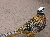 Королівський фазан вони
