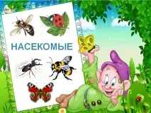 Конспект заняття в дитячому садку Комахи дитячому