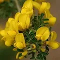 Красильна рослина - пошук слів за маскою та визначенням, відповіді на сканворди пошук