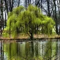 Красильна рослина - пошук слів за маскою та визначенням, відповіді на сканворди рослина