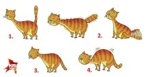 Котяче-людський розмовник розмовник