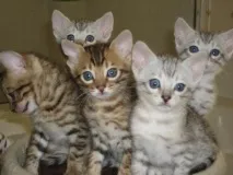 Кошеня бенгальське купуємо кращого друга кошеня