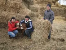 вівців