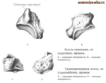кістки