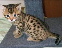 Кошеня бенгальське купуємо кращого друга кошеня