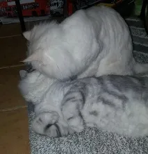 Котячий масаж) котячий
