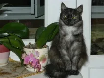 Влітку 2008р. кошенят