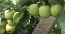 Улюблені сорти яблунь напівкультурок - докладна інформація для садівників-городників напівкультурок