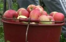 Улюблені сорти яблунь напівкультурок - докладна інформація для садівників-городників улюблені