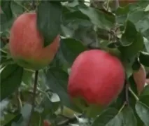 Улюблені сорти яблунь напівкультурок - докладна інформація для садівників-городників докладна