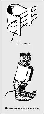Манні птахи біля