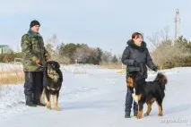 Мастиф із роду вовків роду
