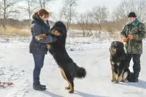 Мастиф із роду вовків роду