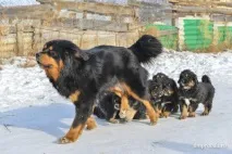 Мастиф із роду вовків собаки