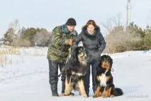 Мастиф із роду вовків собаки