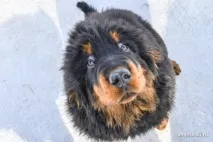 Мастиф із роду вовків вовків