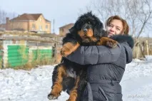 Мастиф із роду вовків вовків