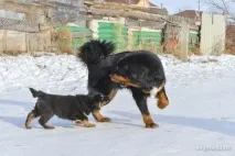 Мастиф із роду вовків собаки
