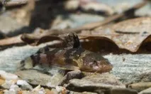 Мікрогланіс Зебровий, Сом-бджілка або Сомік-арлекін (Microglanis iheringi)-AKVARIYM - сайт про мікрогланіс