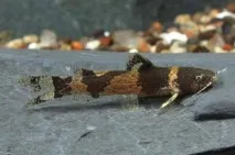Мікрогланіс Зебровий, Сом-бджілка або Сомік-арлекін (Microglanis iheringi)-AKVARIYM - сайт про зебровий