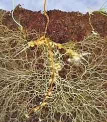 mycorrhiza