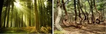 Модель Random Forest для класифікації, реалізація на c# модель