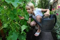 Чи можна поливати квіти святою водою – докладна інформація! докладна