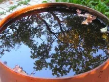 Чи можна поливати квіти святою водою – докладна інформація! квіти