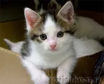 Чи можна заводити кошеня, якщо в будинку малюк кошеня