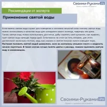 Чи можна поливати квіти святою водою – докладна інформація! квіти