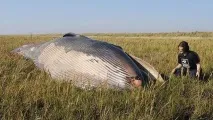 На англійському полі знайшли кита (2 фото) кита