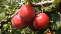 Наливання з аличі рецепти на алкоголі та воді аличі