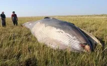 На англійському полі знайшли кита (2 фото) англійському