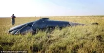 Нез’ясовна поява кита на полі вАнглії, climatgate climatgate