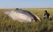 Нез’ясовна поява кита на полі вАнглії, climatgate полі