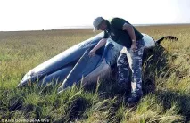 Нез’ясовна поява кита на полі вАнглії, climatgate поява