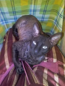 Знайдено корніш рекс корніш