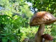 Нова Мозжинка мозжинка