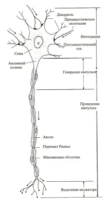 клетки