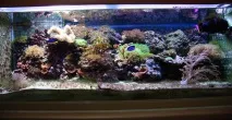 Оформляємо акваріум у морському стилі, морський стиль акваріуму (поради) акваріум