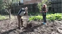 Осіння посадка фруктових дерев восени