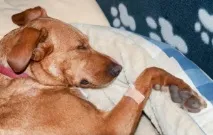 Отит у собак та кішок лікування симптоми причини запалення вуха, Ветеринарія лікування