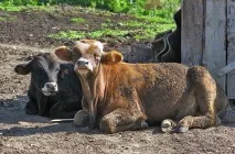 Від кошари до кошари, Цікавий Світ подорожі, туризм, психологія, наука, техніка, цікаве в кошари