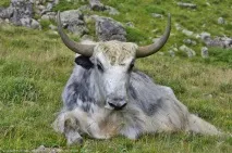 Від кошари до кошари, Цікавий Світ подорожі, туризм, психологія, наука, техніка, цікаве в кошари