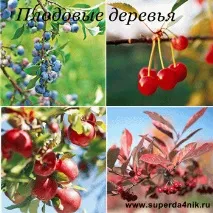 Осіння посадка фруктових дерев фруктових