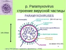 свинка