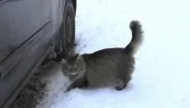 1 березня-Міжнародний день котів П’ять історій, які нас здивували історій