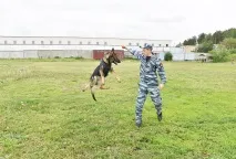 Першим на слід Діми Пєскова вийшов службово-розшуковий собака Лео Суспільство Облгазета службово-розшуковий