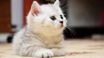 Якість кошеня групи кошенят шоу якість брид клас групи