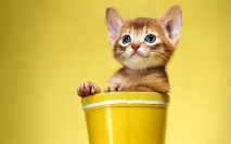 Якість кошеня групи кошенят шоу якість брид клас кошенят